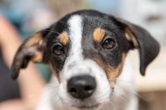 20181003-141306-SOS-Animals-Malaga-Spain-3521-Edit-5mpx-70qp-nomark
