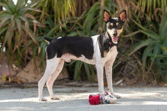 20181003-164535-SOS-Animals-Malaga-Spain-3742-5mpx-70qp-nomark