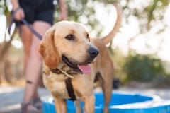 20181003-183429-SOS-Animals-Malaga-Spain-3814-5mpx-70qp-nomark