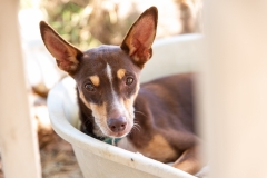 20181005-145412-SOS-Animals-Malaga-Spain-3830-5mpx-70qp-nomark