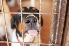 20181005-151902-SOS-Animals-Malaga-Spain-3969-5mpx-70qp-nomark