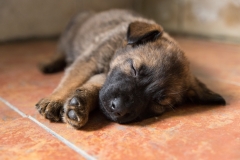 puppy-1