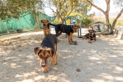 20181005-154546-SOS-Animals-Malaga-Spain-4192-5mpx-70qp-nomark