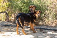 20181005-154611-SOS-Animals-Malaga-Spain-4201-5mpx-70qp-nomark