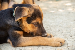 20181005-154817-SOS-Animals-Malaga-Spain-4277-5mpx-70qp-nomark