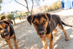 20181005-154957-SOS-Animals-Malaga-Spain-4296-5mpx-70qp-nomark