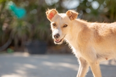 20181003-164553-SOS-Animals-Malaga-Spain-3748-5mpx-70qp-nomark