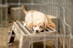 20181008-171146-SOS-Animals-Malaga-Spain-5720-5mpx-70qp-nomark