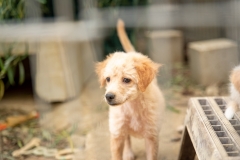 20181008-171201-SOS-Animals-Malaga-Spain-5723-5mpx-70qp-nomark
