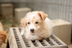 20181008-171203-SOS-Animals-Malaga-Spain-5726-5mpx-70qp-nomark