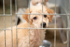 20181008-171209-SOS-Animals-Malaga-Spain-5733-5mpx-70qp-nomark